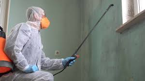 Best Basement Mold Removal  in Grove, OK